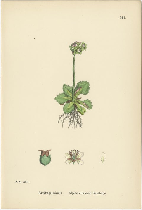 Hand-Colored Botanical Engravings of Naval-wort and Mountain Saxifrages, 1902, view 4
