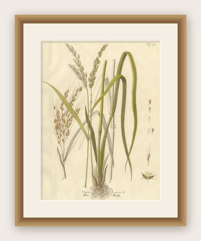 Antique Rice Botanical Print, Oryza Sativa, Hand Colored, c.1831, shown framed