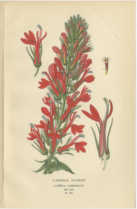 1897 Antique Botanical Prints, A Red Cardinal Flower and Wilmore's Heath, view 3