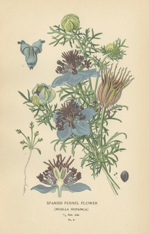 Heritage Blossoms: A Victorian Botanical Selection, 1896, close-up 1