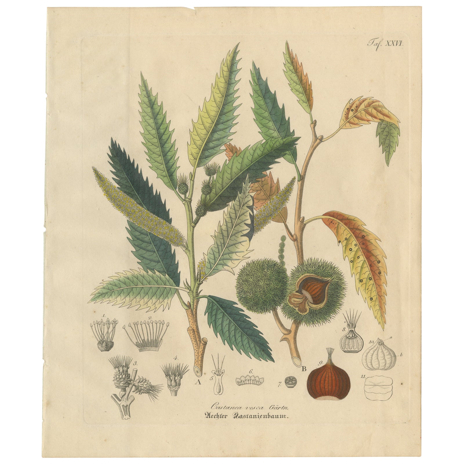 Antique Chestnut Botanical Print, Castanea Vesca, Hand Colored, c.1831