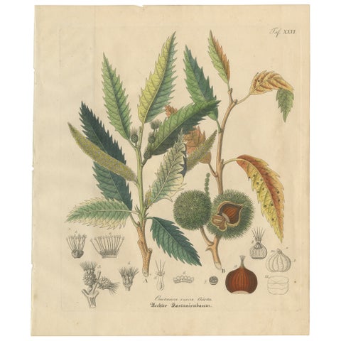 Antique Chestnut Botanical Print, Castanea Vesca, Hand Colored, c.1831