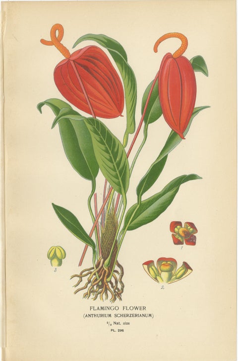Antique Botanical Lithographs, Caladium, Arum Lily & Flamingo Flower, c.1897, view 5