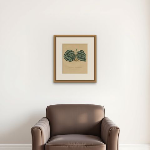 Antique Botanical Print of a Gesneria species, shown framed on a wall, true to size