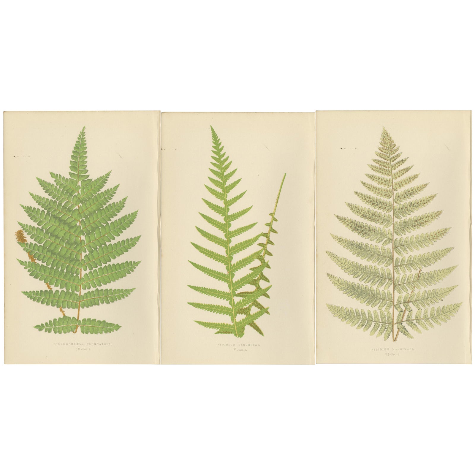 Antique Hand-Colored Fern Prints, Didymochlaena, Aspidium, 19th Century