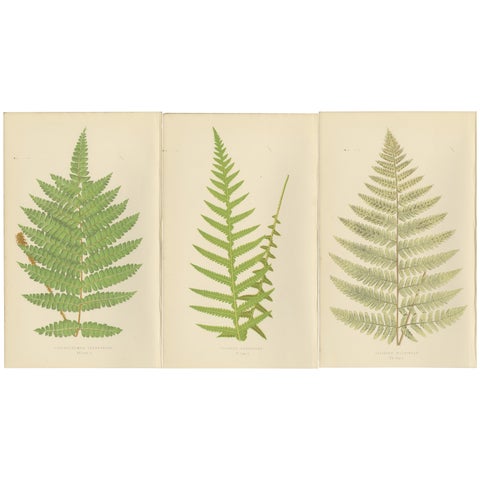 Antique Hand-Colored Fern Prints, Didymochlaena, Aspidium, 19th Century