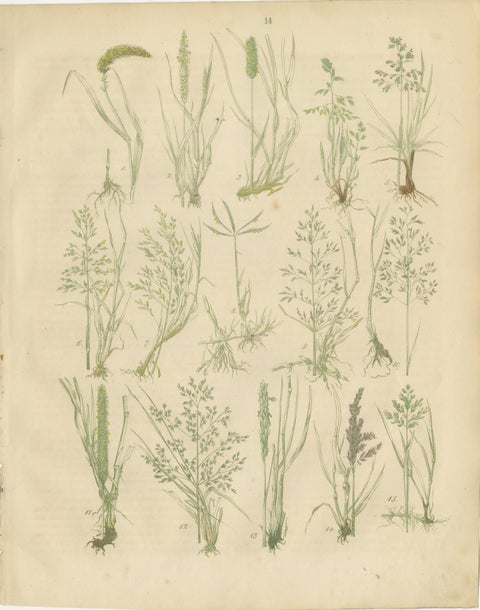 Antique Oats and Wild Grasses Prints, Botanical Lithographs, 1852, view 3