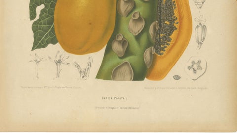 Antique Papaya Botanical Chromolithograph by Hoola van Nooten, c. 1880, close-up 4