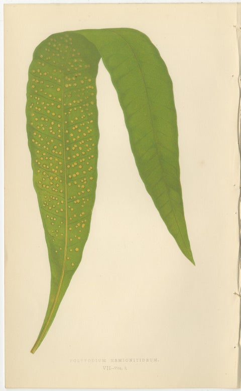 Victorian Exotic Fern Lithograph Portfolio by E.J. Lowe, 1856, Set of 6, view 2