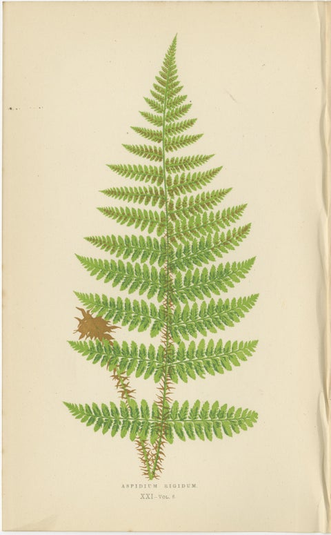 Antique Hand-Colored Fern Prints, Aspidium Acrostichoides, Cristatum, Rigidum, view 4