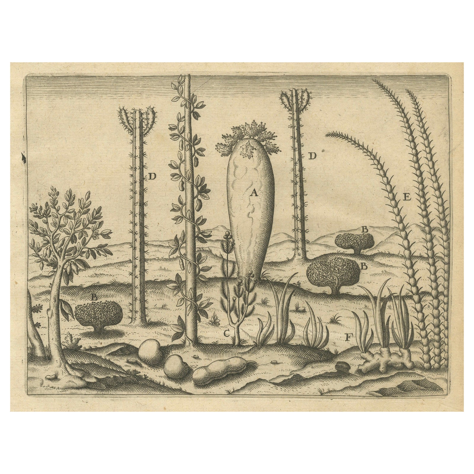 De Bry Engraving Expressio Germinum, Exotic Plants of St. Lawrence Island, 1598