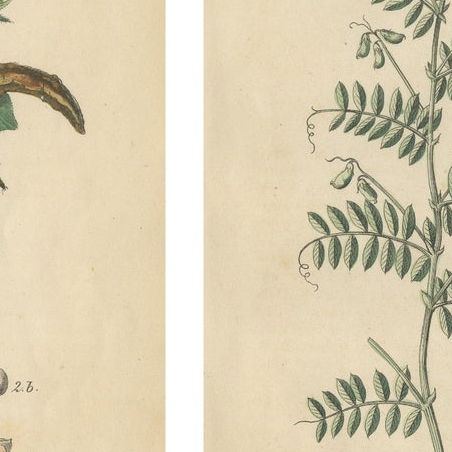 Antique Peas and Beans Botanical Prints, Legumes Study, Germany 1852, close-up 1