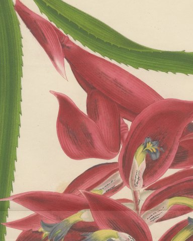 Billbergia Moreliana, Bromeliad in Flower Chromolithograph Plate II, 1859, close-up 2