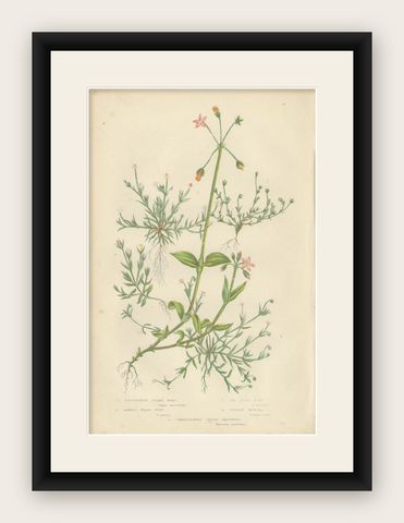 Antique Botany Print of Procumbent Pearl-Wort, c.1860, shown framed