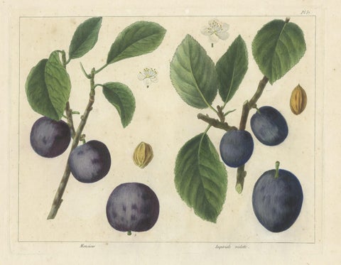 Antique Print of Various Plum Varieties, close-up 1