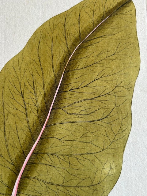 Broad-Leaved Dock, Medicinal Plant Engraving from Plenck, Vienna c.1788, view 3