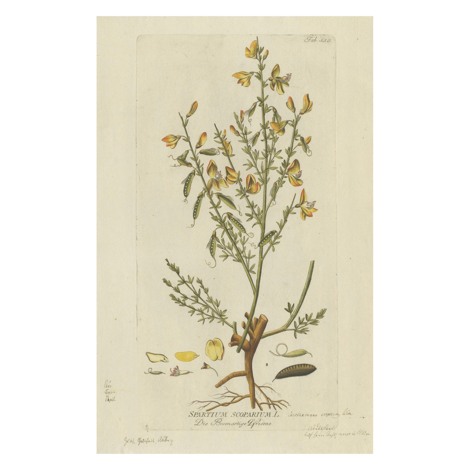 Scotch Broom Botanical Engraving, Icones Plantarum Medicinalium, 1788