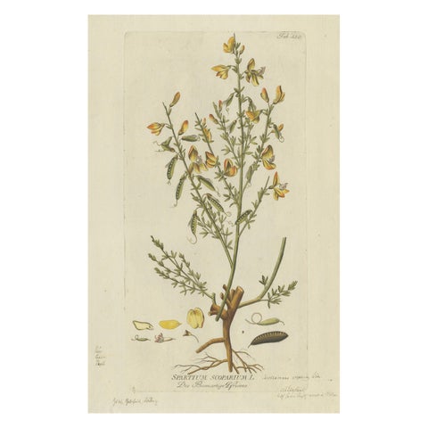 Scotch Broom Botanical Engraving, Icones Plantarum Medicinalium, 1788