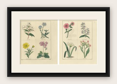 Pair of Hand-Colored Botanical Engravings of Decorative Garden Flowers, 1828, shown framed