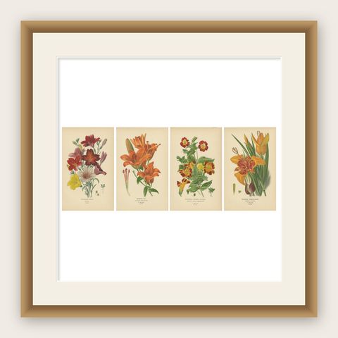 Victorian Garden Gems: Exotic Flowers from 1896-97 Illustrated Series, shown framed