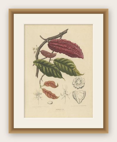 Theobroma Cacao, Cocoa Tree Botanical Lithograph c.1863, shown framed