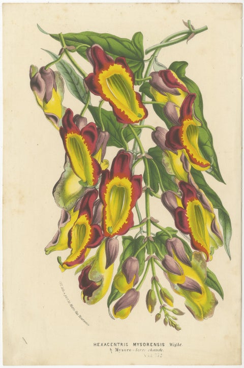 Vibrant Blossoms: Mysore Trumpetvine, Chinese Teaberry and Colombian Isoloma, view 2