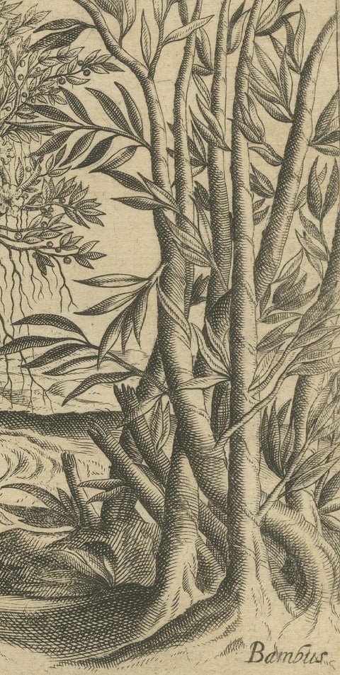 Botanical Marvels of India: Bamboo and Durian in De Bry's 1601 Copper Engraving, close-up 5