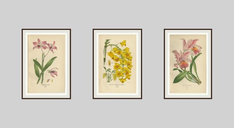 Set of 3 antique orchid lithographs, Dendrobium & Cattleya species, 1897, view 5