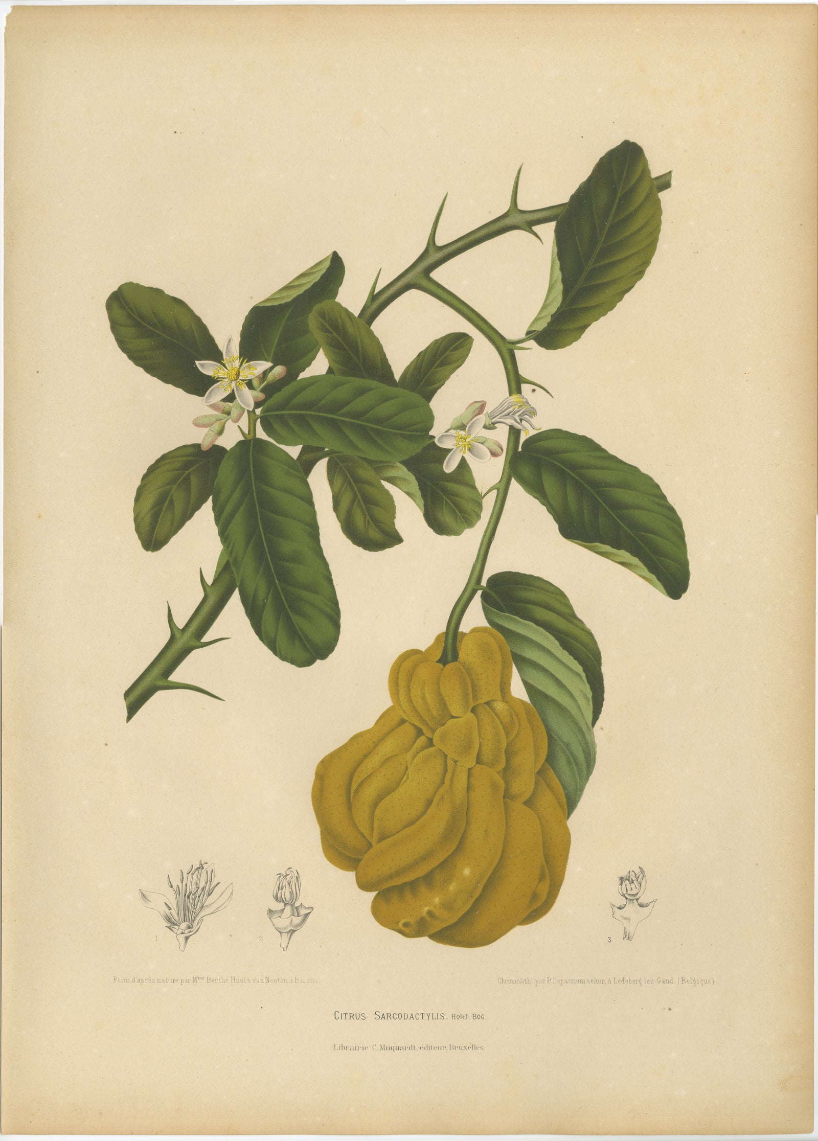 Original Antique Botanical Chromolithograph of Buddha's Hand Citron, c. 1880