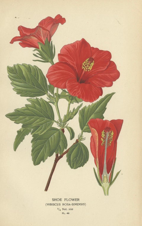 Floral Masterpieces: A Collection of 19th-Century Horticultural Art, 1896, close-up 2