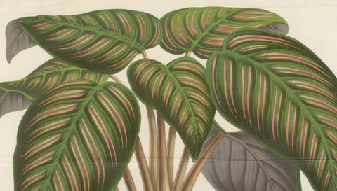 Regal Prayer Plant: Hand-Colored Lithograph by Louis van Houtte, 1855, close-up 2