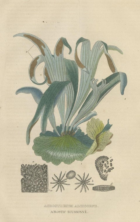 The Golden Leather Fern, An Antique Masterpiece of Botanical Illustration, 1845, close-up 3