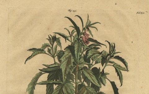 Botanical Illustration of Sesame Plant (Sesamum indicum), Munting’s 1696 Herbal, close-up 3