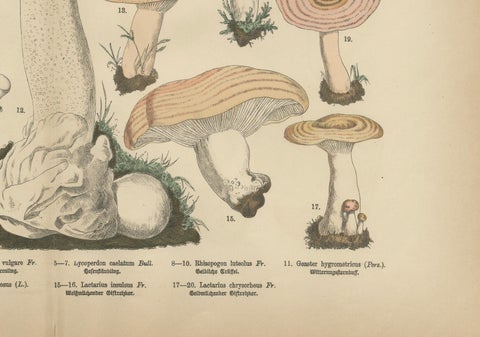 Morel & Funnel Mushrooms, Antique Botanical Lithograph by Fünfstück, 1885, close-up 2