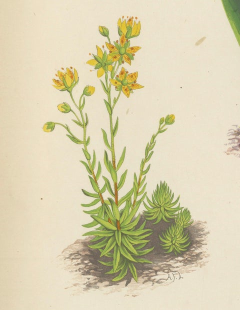 Yellow Saxifrage and Siberian Squill, Hand-Coloured Botanical Print, 1874, close-up 5