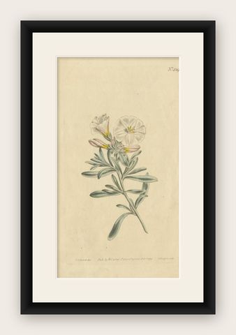 Antique Botany Print of Convolvulus Cneorum by Curtis, 1799, shown framed