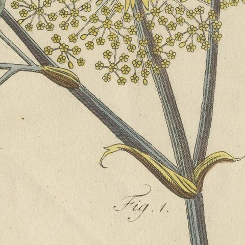 Galbanum and Hungarian Gentian, Antique Bertuch Print, circa 1805, close-up 5