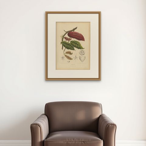 Original Antique Botanical Chromolithograph of Cacao Tree (Theobroma cacao) 1880, shown framed on a wall, true to size