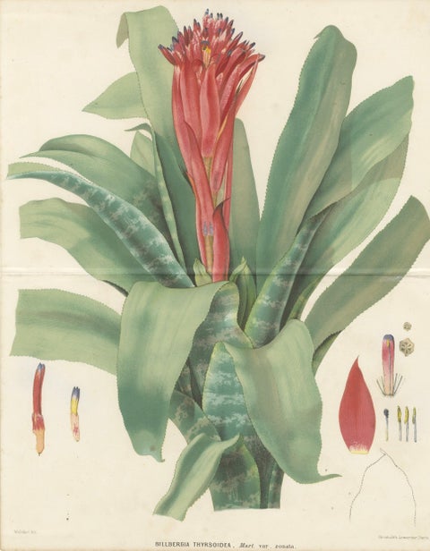 Antique Botanical Lithograph, Billbergia Thyrsoidea, de Vriese, 1856, close-up 1