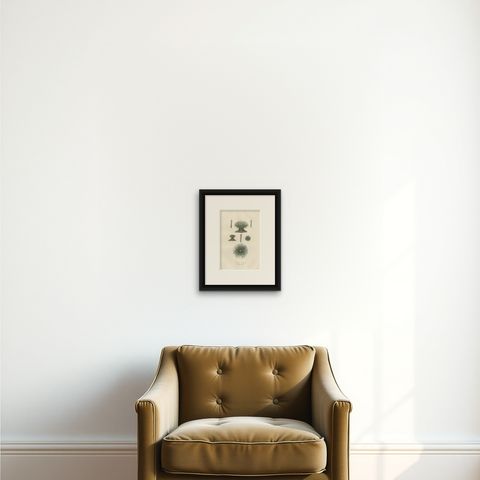 19th Century Snakelocks Anemone Antique Engraving Original Handcoloring, 1845, shown framed on a wall, true to size