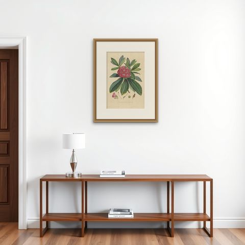 Antique Botany Print of The Rhododendron Barbatum, 1849, shown framed on a wall, true to size