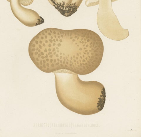 Antique Mycology Print of Oyster Mushrooms by E.M. Fries, circa 1860, view 4