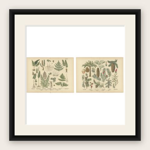 Antique German Botanical Atlas Plates, Tafel 13 to 14, Ferns & Conifers, 1885, shown framed