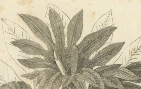 Antique Botanical Print of Breadfruit of Otaheite by Bryan Edwards, 1818, close-up 4