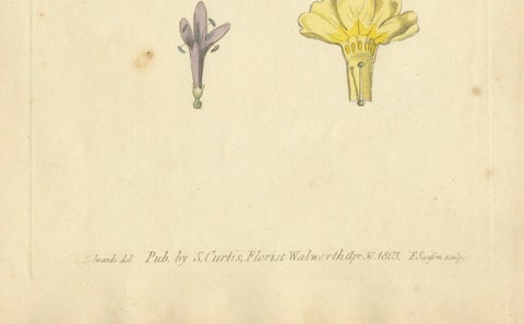 Antique Botanical Engraving of Dyer's Alkanet and Primrose Varieties, 1803, close-up 1