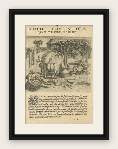 The Melancholy Tree of the East: A 1601 de Bry Engraving from 'Indiae Orientalis, shown framed
