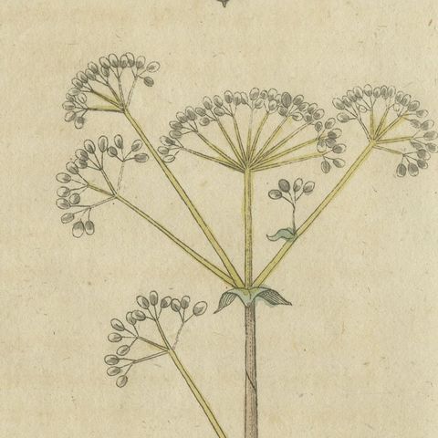 Flowering Aloe with Umbellifer, Antique Bertuch Print, circa 1805, close-up 3