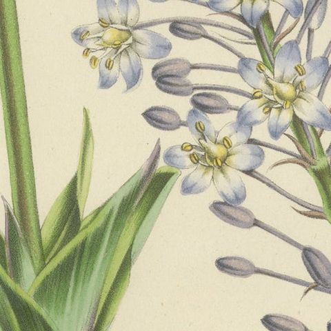 Natal Squill Botanical Illustration by Louis van Houtte, 19th Century, close-up 6