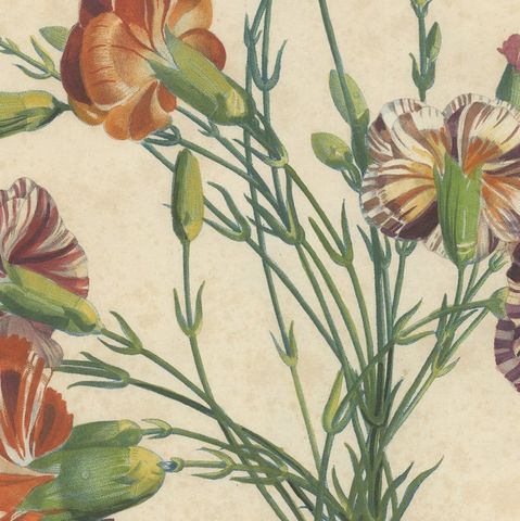 Antique Botanical Print of Carnations by Jean-Louis Prévost, 1805, close-up 6