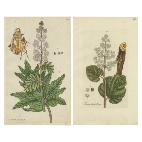 Set of 2 Antique Botany Prints, Rheum Rhapontieum & Rheum Palmatum